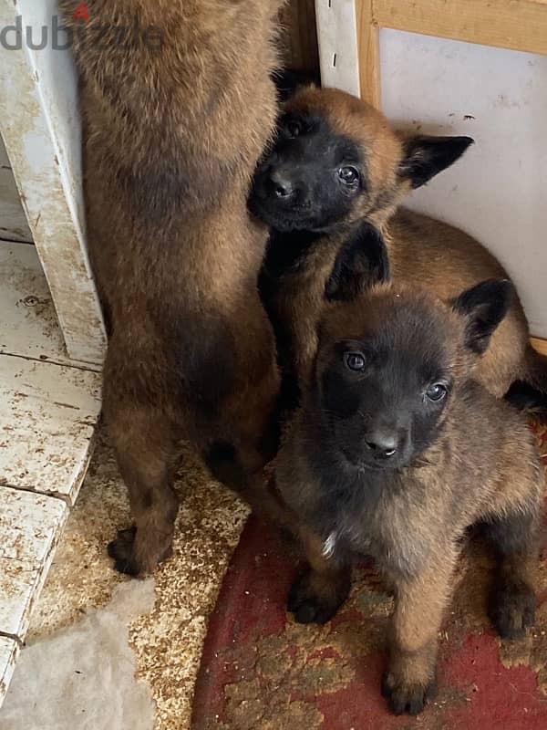 Belgian Shepherd Malinois 2