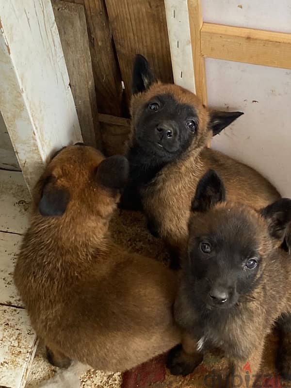 Belgian Shepherd Malinois 3