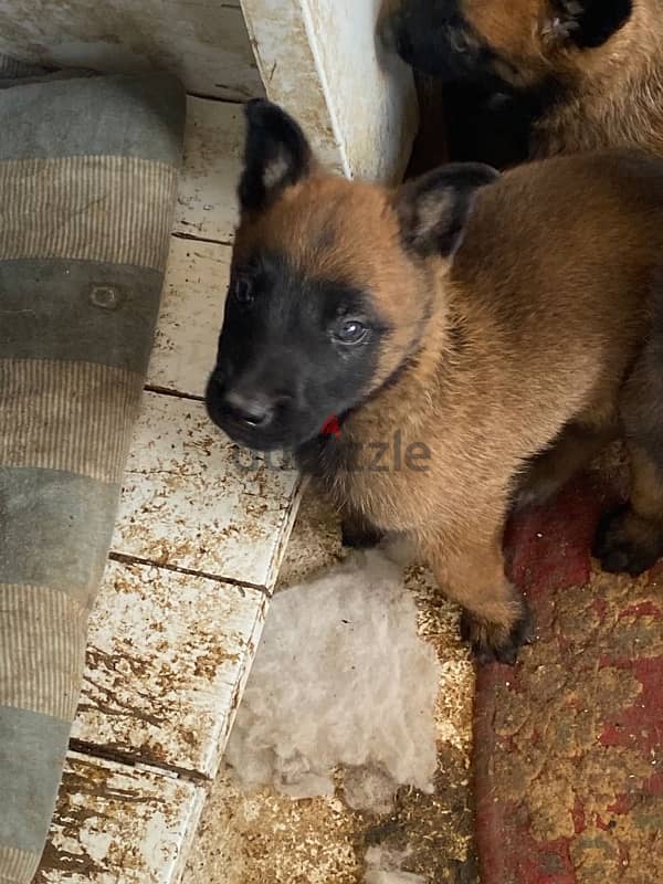 Belgian Shepherd Malinois 4