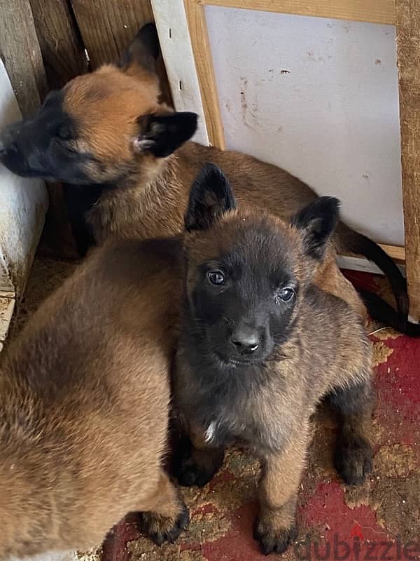 Belgian Shepherd Malinois 5