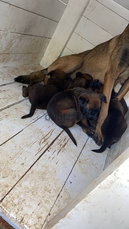 Belgian Shepherd Malinois 6