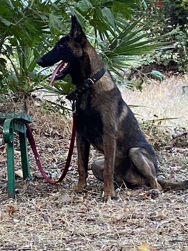 Belgian Shepherd Malinois 7