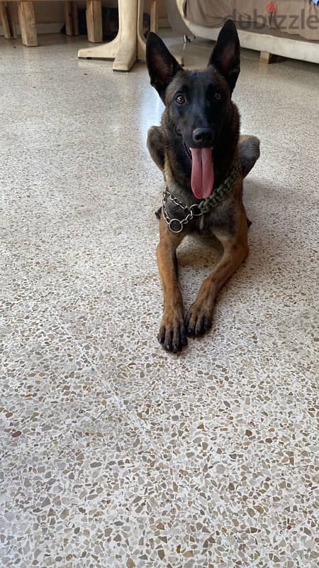 Belgian Shepherd Malinois 8