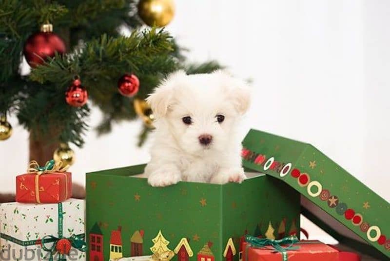 Small Size Bichon Puppies Available/ dog كلاب 0