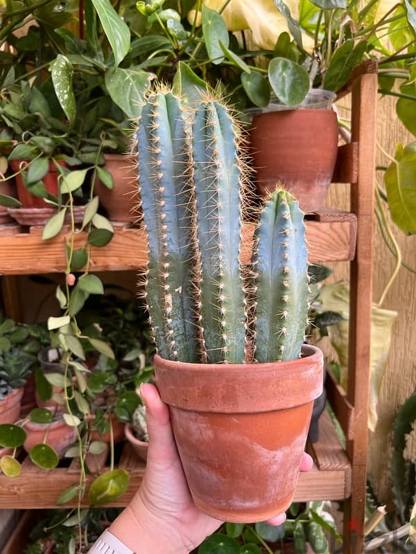 Cactus “blue columnar” in terracotta pot 0