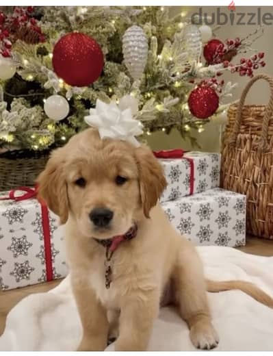 Pure breed Golden Retriever gold color puppy Dog delivery كلاب جرو