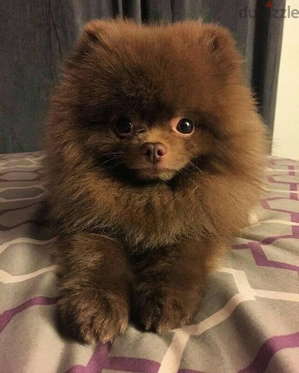 FLUFFIEST chocolate Pomeranian TEACUP puppy IMPORTED Dog كلب 0