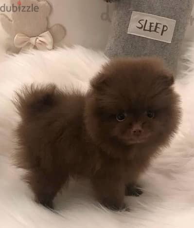 FLUFFIEST chocolate Pomeranian TEACUP puppy IMPORTED Dog كلاب كلب جرو