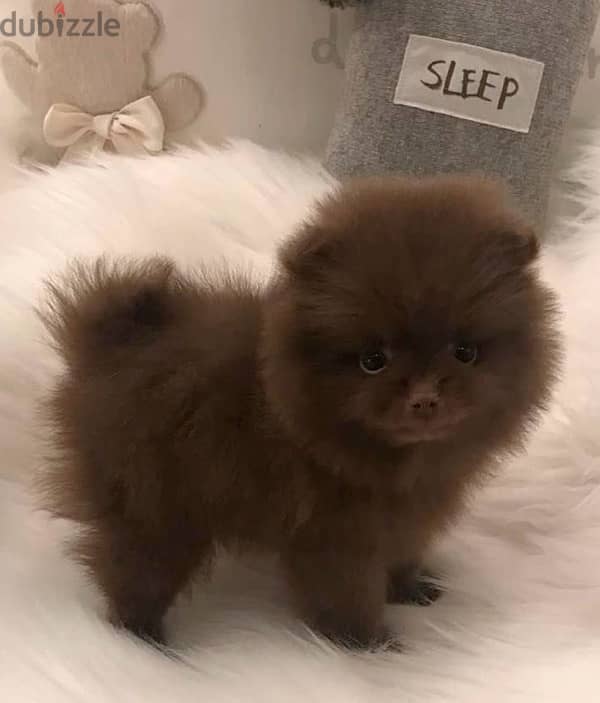 FLUFFIEST chocolate Pomeranian TEACUP puppy IMPORTED Dog كلاب كلب جرو 0