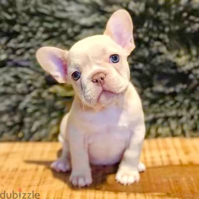 Imported French Bulldog Puppy unique cream color high quality Dog كلاب