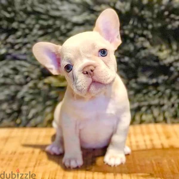 Imported French Bulldog Puppy unique cream color high quality Dog كلاب 0