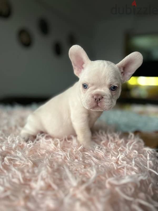 Unique & imported French Bulldog Puppy light cream color Dog كلب جرو 0