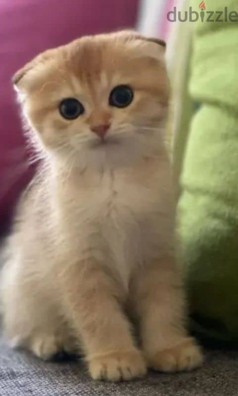 scottish fold fold 0