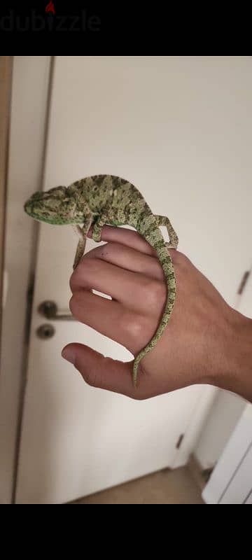 chameleon