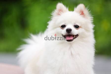 Pomeranian