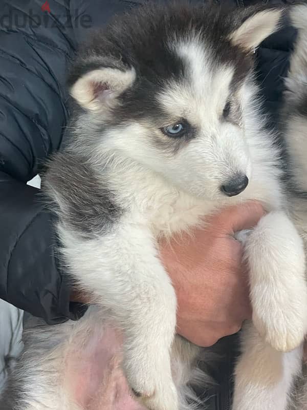 husky puppy 1