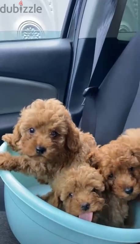 miniature poodle puppies 0