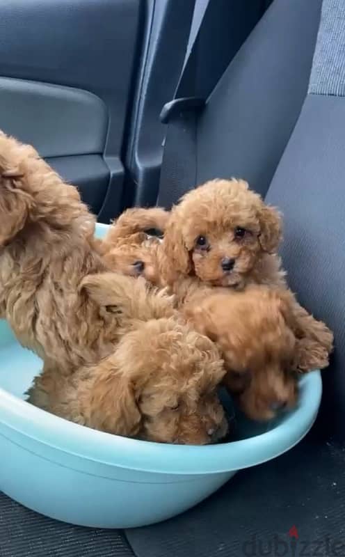 miniature poodle puppies 1