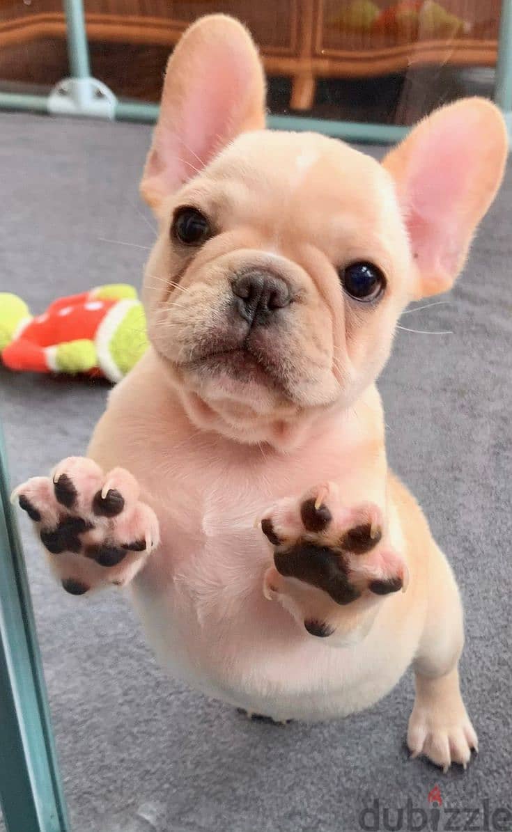 Cute French Bulldog Puppies Available /Imported/High Quality/Delivery 0