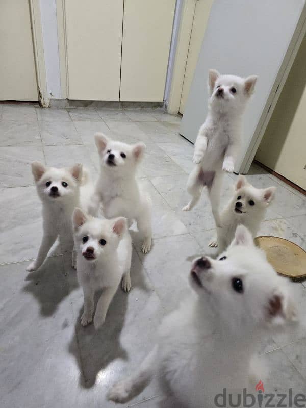 Adorable Loulou Spitz Puppies / dogs 0