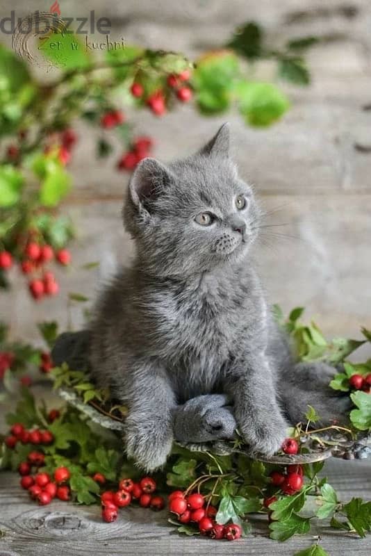 Cutest British Shorthair Kitten pure breed available/ Cat قطط Delivery 0