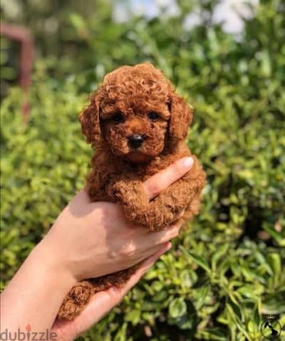 Red brown Toy Poodle puppy STAYS SMALL Delivery available Dog كلاب