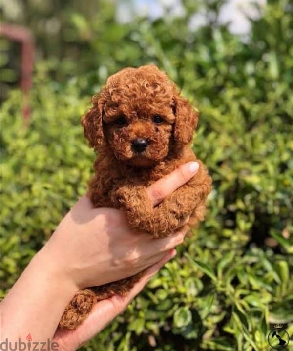 Red brown Toy Poodle puppy STAYS SMALL Delivery available Dog كلاب 0