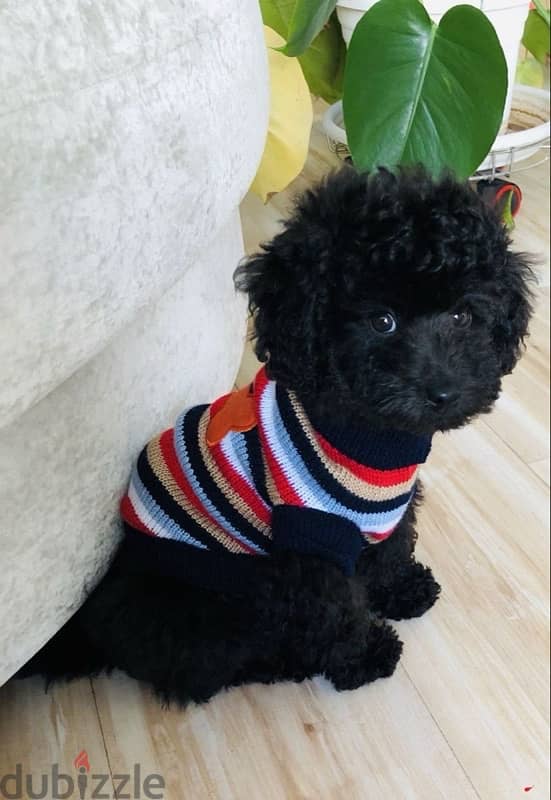 Unique Black Toy Poodle puppy STAYS SMALL Delivery available Dog كلاب 0