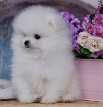 Pomeranian teacup