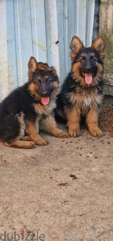 German Shepherd males available 0