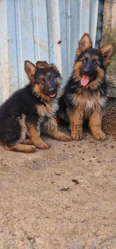 German Shepherd males available 1