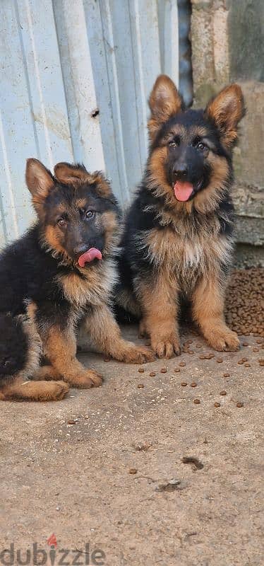 German Shepherd males available 2