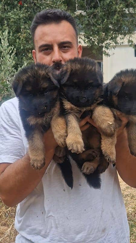 German Shepherd males available 3