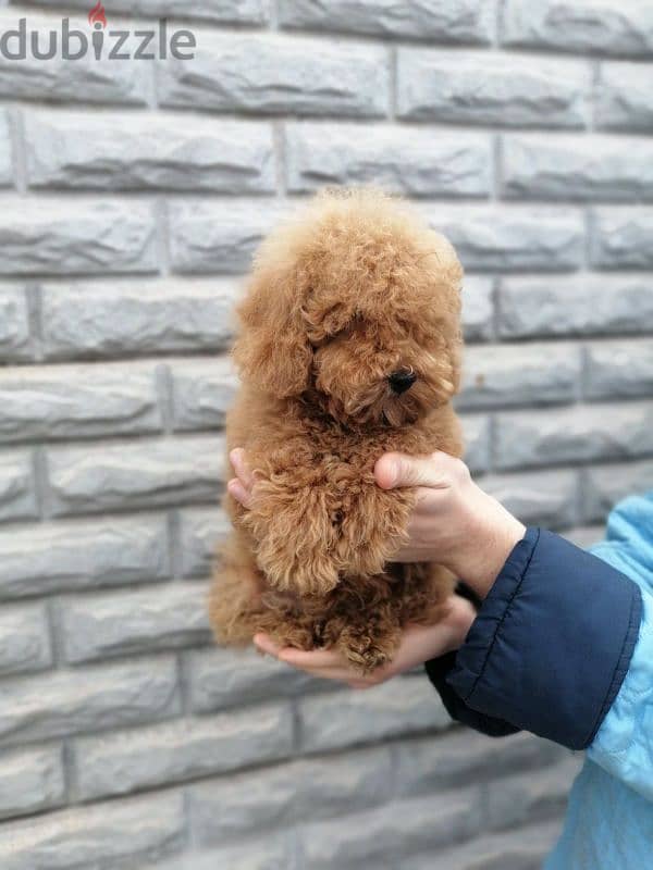 toy poodle 0