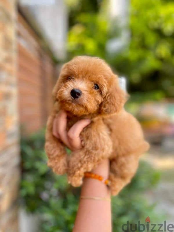 toy poodle 1