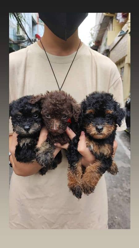 toy poodle 2