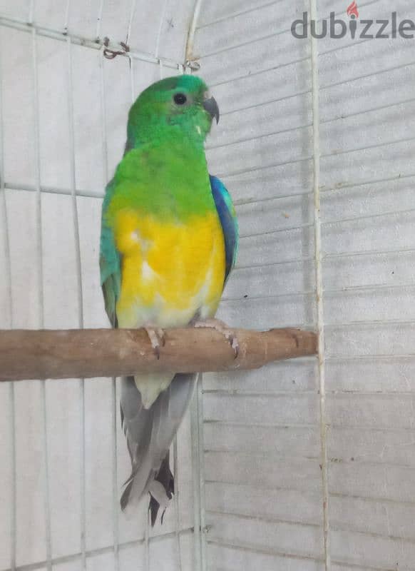 ببغاء رد رامبد red rumped parrot 0