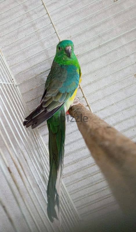 ببغاء رد رامبد red rumped parrot 1