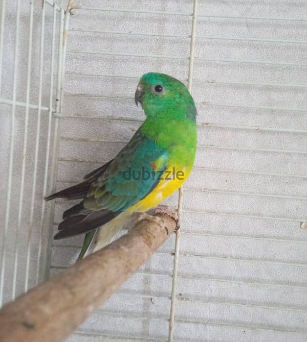 ببغاء رد رامبد red rumped parrot 2