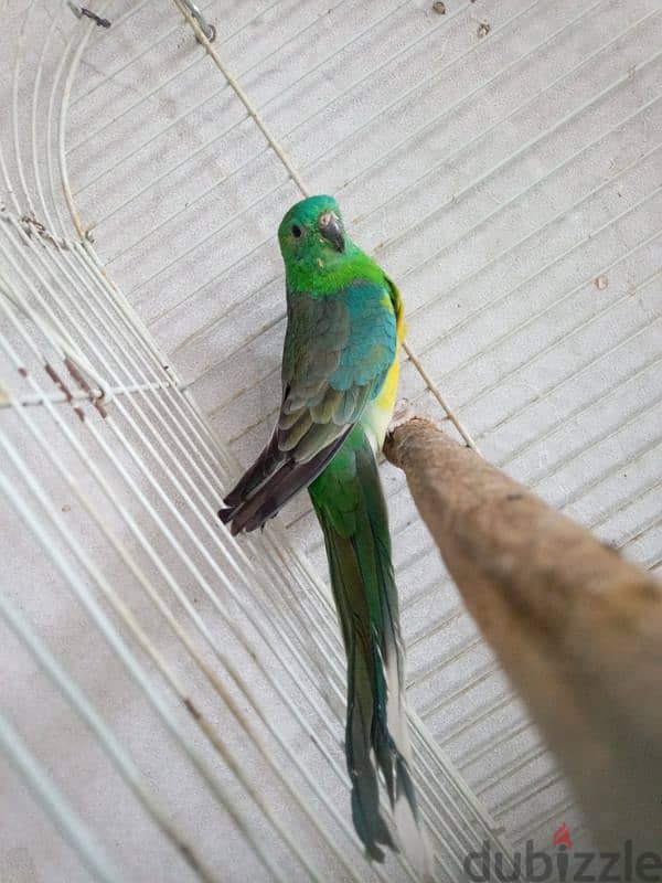 ببغاء رد رامبد red rumped parrot 3