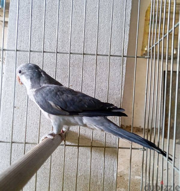 ببغاء كويكر quaker parrot 0