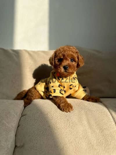 Red Toy Poodle Puppies Available/In Store /Delivery/Imported