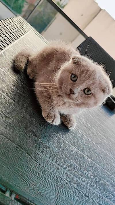 scottish fold