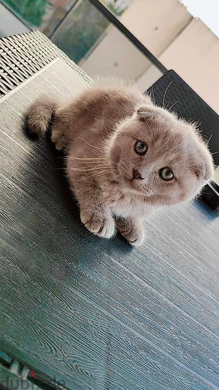 scottish fold 0