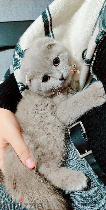 scottish fold 1