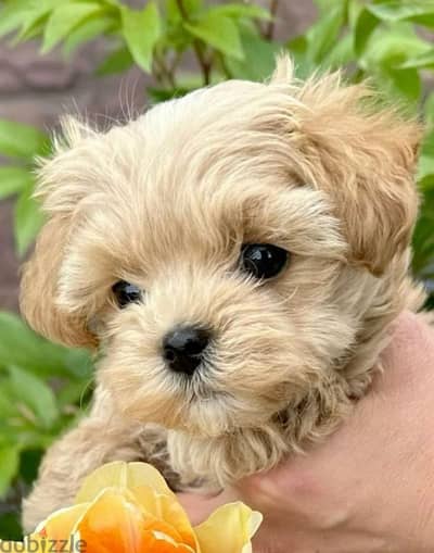 Small Size Maltipoo Puppies Available in Store! dog كلاب