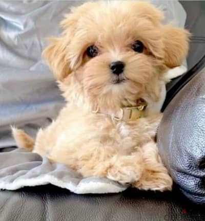 Maltipoo