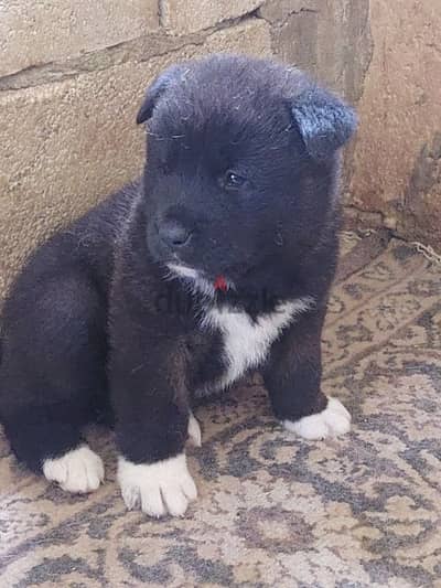 american akita for sale