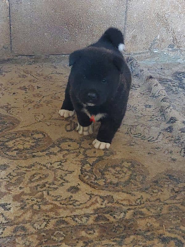 american akita for sale 1