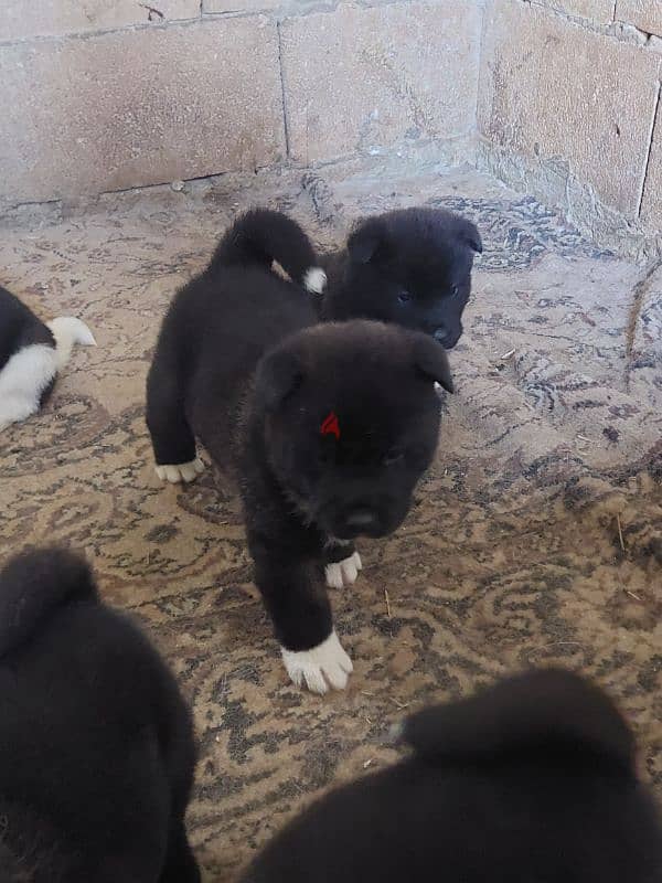 american akita for sale 2